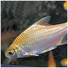 Golden Tinfoil Barb Fish