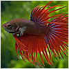 Cowntail Betta Fish