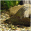 Featherfin Synodontis Fish