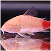 Colour Albino Cory Red Tail Fish