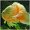 Albino Veiltail Oscar Fish