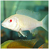 Albino White Fish