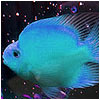 Blue Parrot Fish