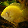 Golden Severum Fish