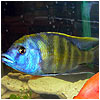Nimbo Chrome Venustus Fish