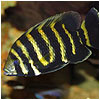 Zebra Tilapia Fish