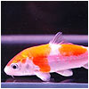 Red & White Koi Fish