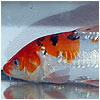 Tri Color Koi Fish