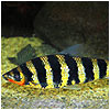 Banded Leporinus Fish