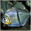 Black Barred Pacu Fish