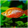 Red Rainbow Fish