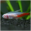 Albino Red Tetra Fish