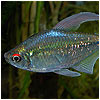Black Diamond Tetra Fish