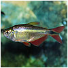 Bloodfin Tetra Fish