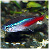 Blue Neon Tetra Fish