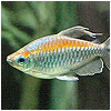 Congo Tetra Fish