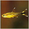 Copper Tetra Fish