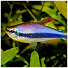 Emperor Tetra Fish