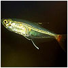 Glass Bloodfin Tetra Fish