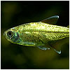 Gold Tetra Fish