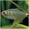 Head & Tail Light Tetra Fish
