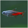Red Diamond Tetra Fish