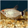 Red Eye Tetra Fish