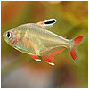 Rosy Tetra Fish